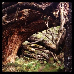 Triptyque la forêt
